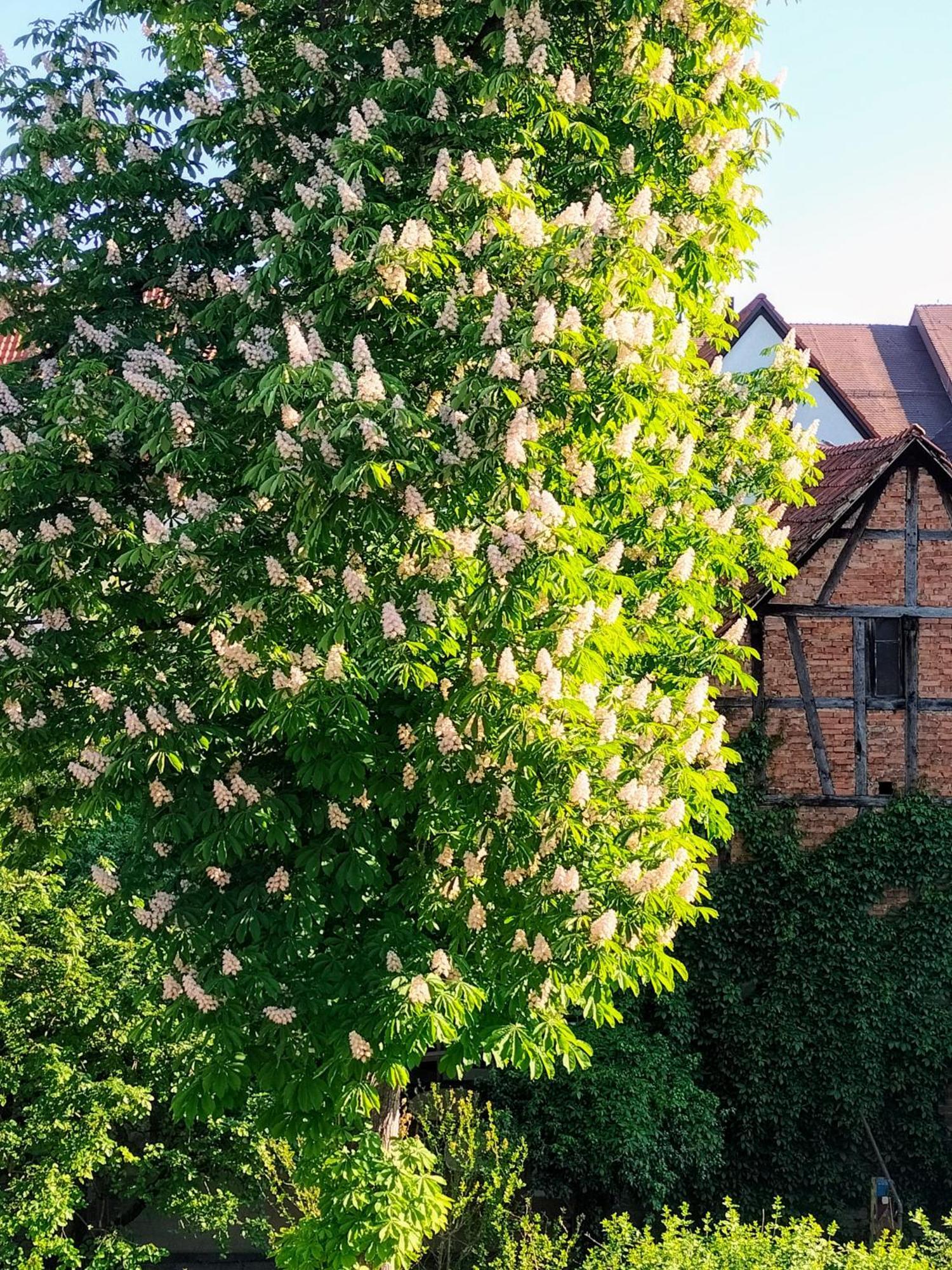 Alte Stadtmauer - Apartment Sinsheim Exterior photo